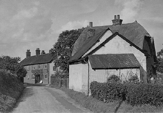 Fox, Albury End. Albury - circa 1956